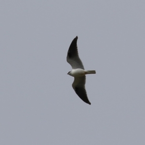 Elanus axillaris at Fyshwick, ACT - 9 Aug 2024