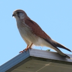 Falco cenchroides (Nankeen Kestrel) at Fyshwick, ACT - 9 Aug 2024 by RodDeb