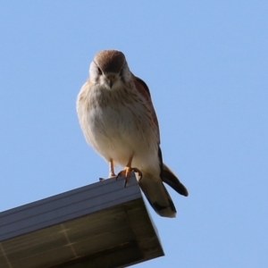 Falco cenchroides at Fyshwick, ACT - 9 Aug 2024 01:38 PM