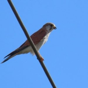 Falco cenchroides at Fyshwick, ACT - 9 Aug 2024 01:38 PM