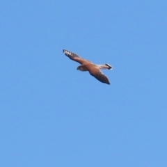 Falco cenchroides at Fyshwick, ACT - 9 Aug 2024