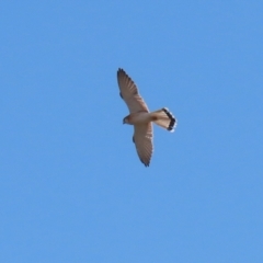 Falco cenchroides at Fyshwick, ACT - 9 Aug 2024