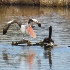 Pelecanus conspicillatus (Australian Pelican) at Fyshwick, ACT - 9 Aug 2024 by RodDeb