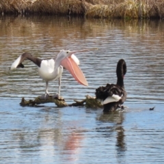 Pelecanus conspicillatus at Fyshwick, ACT - 9 Aug 2024 12:23 PM