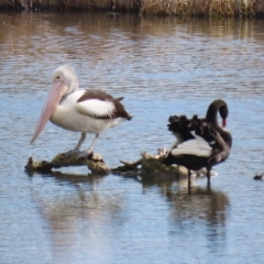 Pelecanus conspicillatus at Fyshwick, ACT - 9 Aug 2024 12:23 PM