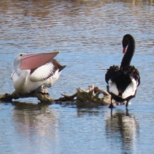 Pelecanus conspicillatus at Fyshwick, ACT - 9 Aug 2024 12:23 PM