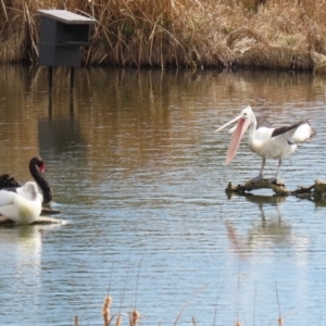 Pelecanus conspicillatus at Fyshwick, ACT - 9 Aug 2024 12:23 PM