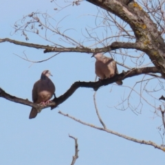 Spilopelia chinensis (Spotted Dove) at Fyshwick, ACT - 9 Aug 2024 by RodDeb