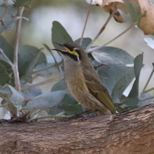 Caligavis chrysops at Fyshwick, ACT - 9 Aug 2024