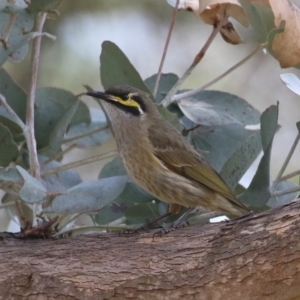 Caligavis chrysops at Fyshwick, ACT - 9 Aug 2024