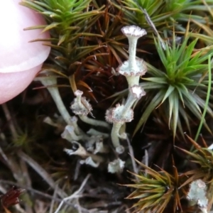 Cladonia verticillata at Bruce, ACT - 3 Aug 2024 02:19 PM