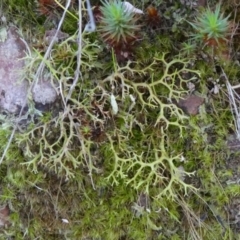 Cladia aggregata (A lichen) at Bruce, ACT - 3 Aug 2024 by HarveyPerkins