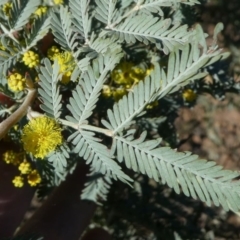 Acacia baileyana x Acacia dealbata (Cootamundra Wattle x Silver Wattle (Hybrid)) at Yarralumla, ACT - 3 Aug 2024 by HarveyPerkins