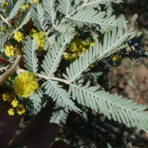 Acacia baileyana x Acacia dealbata at Yarralumla, ACT - 3 Aug 2024