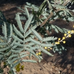 Acacia baileyana x Acacia dealbata at Yarralumla, ACT - 3 Aug 2024