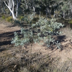 Acacia baileyana x Acacia dealbata at Yarralumla, ACT - 3 Aug 2024