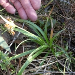 Luzula densiflora (Dense Wood-rush) at Bruce, ACT - 3 Aug 2024 by HarveyPerkins