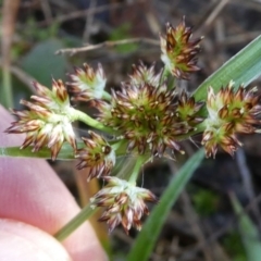 Luzula densiflora at Bruce, ACT - 3 Aug 2024