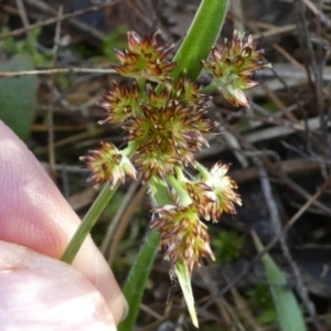 Luzula densiflora at Bruce, ACT - 3 Aug 2024