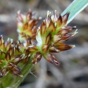 Luzula densiflora at Bruce, ACT - 3 Aug 2024