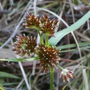 Luzula densiflora at Bruce, ACT - 3 Aug 2024