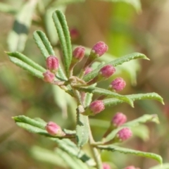 Unverified Other Shrub at Thirlmere, NSW - 7 Aug 2024 by Curiosity