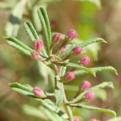 Unverified Other Shrub at Thirlmere, NSW - 7 Aug 2024 by Curiosity