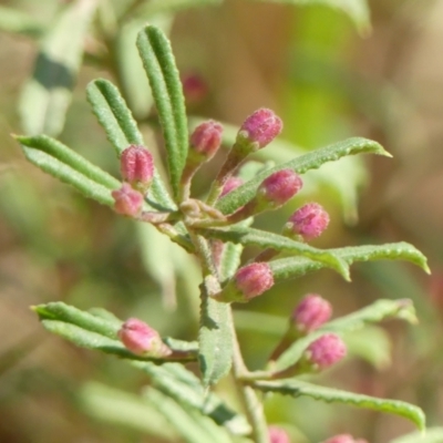 Unidentified Other Shrub at Thirlmere, NSW - 7 Aug 2024 by Curiosity