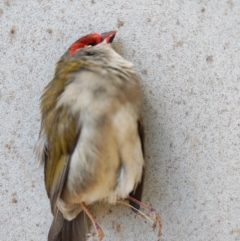 Neochmia temporalis (Red-browed Finch) at Surf Beach, NSW - 9 Aug 2024 by LyndalT