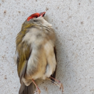 Neochmia temporalis at Surf Beach, NSW - 10 Aug 2024 07:23 AM