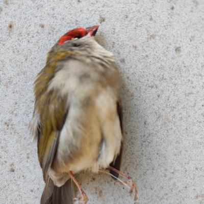 Neochmia temporalis (Red-browed Finch) at Surf Beach, NSW - 9 Aug 2024 by LyndalT