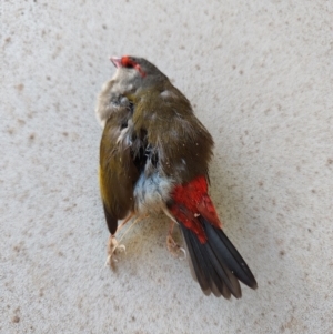 Neochmia temporalis at Surf Beach, NSW - 10 Aug 2024 07:23 AM