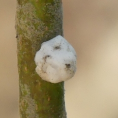 Ceroplastes sp. (genus) at Thirlmere, NSW - 7 Aug 2024 by Curiosity