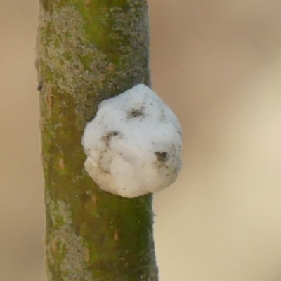 Ceroplastes sp. (genus) at Thirlmere, NSW - 7 Aug 2024 by Curiosity