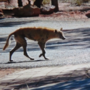 Canis lupus at Petermann, NT - 22 May 2012