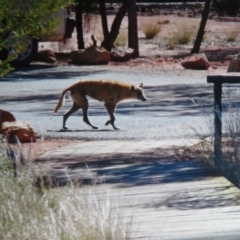 Canis lupus at Petermann, NT - 22 May 2012 12:42 PM