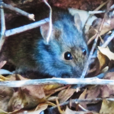 Notomys alexis (Spinifex Hopping Mouse) at Petermann, NT - 21 May 2012 by Christine