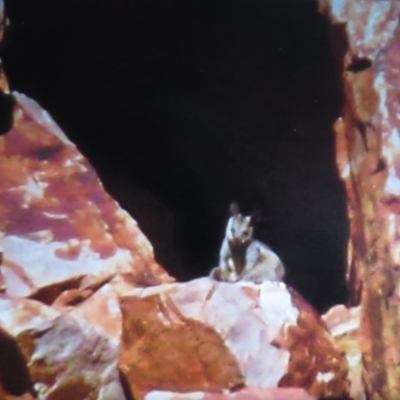 Petrogale lateralis (Black-Footed Rock-Wallaby, Warru) at Burt Plain, NT - 24 May 2012 by Christine