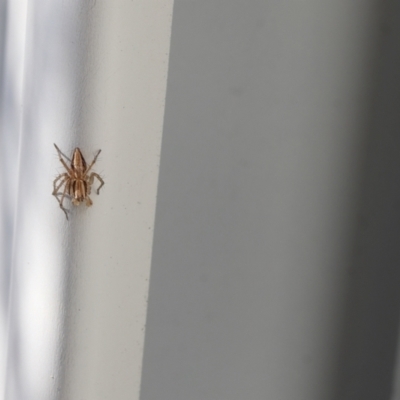 Oxyopes (genus) (Lynx spider) at Lyons, ACT - 10 Aug 2024 by ran452