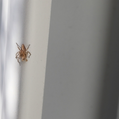 Oxyopes sp. (genus) (Lynx spider) at Lyons, ACT - 10 Aug 2024 by ran452