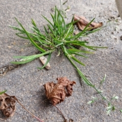 Poa annua (Winter Grass, Annual Poa) at Bungendore, NSW - 10 Aug 2024 by trevorpreston