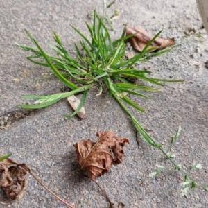 Poa annua at Bungendore, NSW - 10 Aug 2024