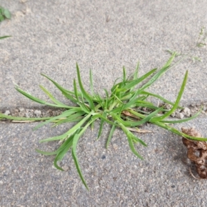 Poa annua at Bungendore, NSW - 10 Aug 2024