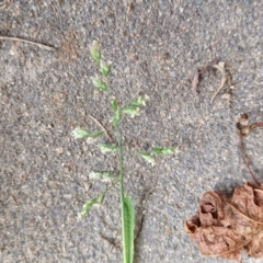 Poa annua at Bungendore, NSW - 10 Aug 2024