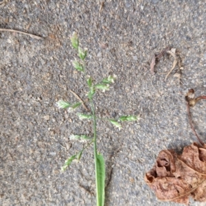 Poa annua at Bungendore, NSW - 10 Aug 2024