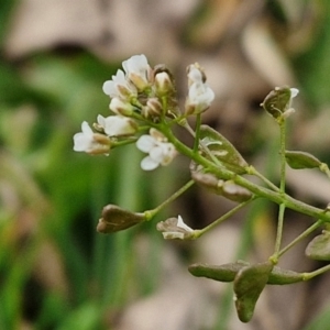 Capsella bursa-pastoris at Bungendore, NSW - 10 Aug 2024