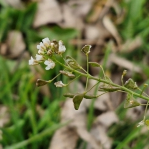 Capsella bursa-pastoris at Bungendore, NSW - 10 Aug 2024