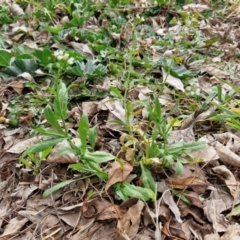 Capsella bursa-pastoris at Bungendore, NSW - 10 Aug 2024