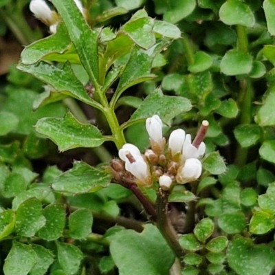 Cardamine hirsuta (Common Bittercress, Hairy Woodcress) at Bungendore, NSW - 10 Aug 2024 by trevorpreston