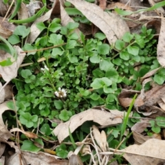 Cardamine hirsuta at Bungendore, NSW - 10 Aug 2024 10:31 AM